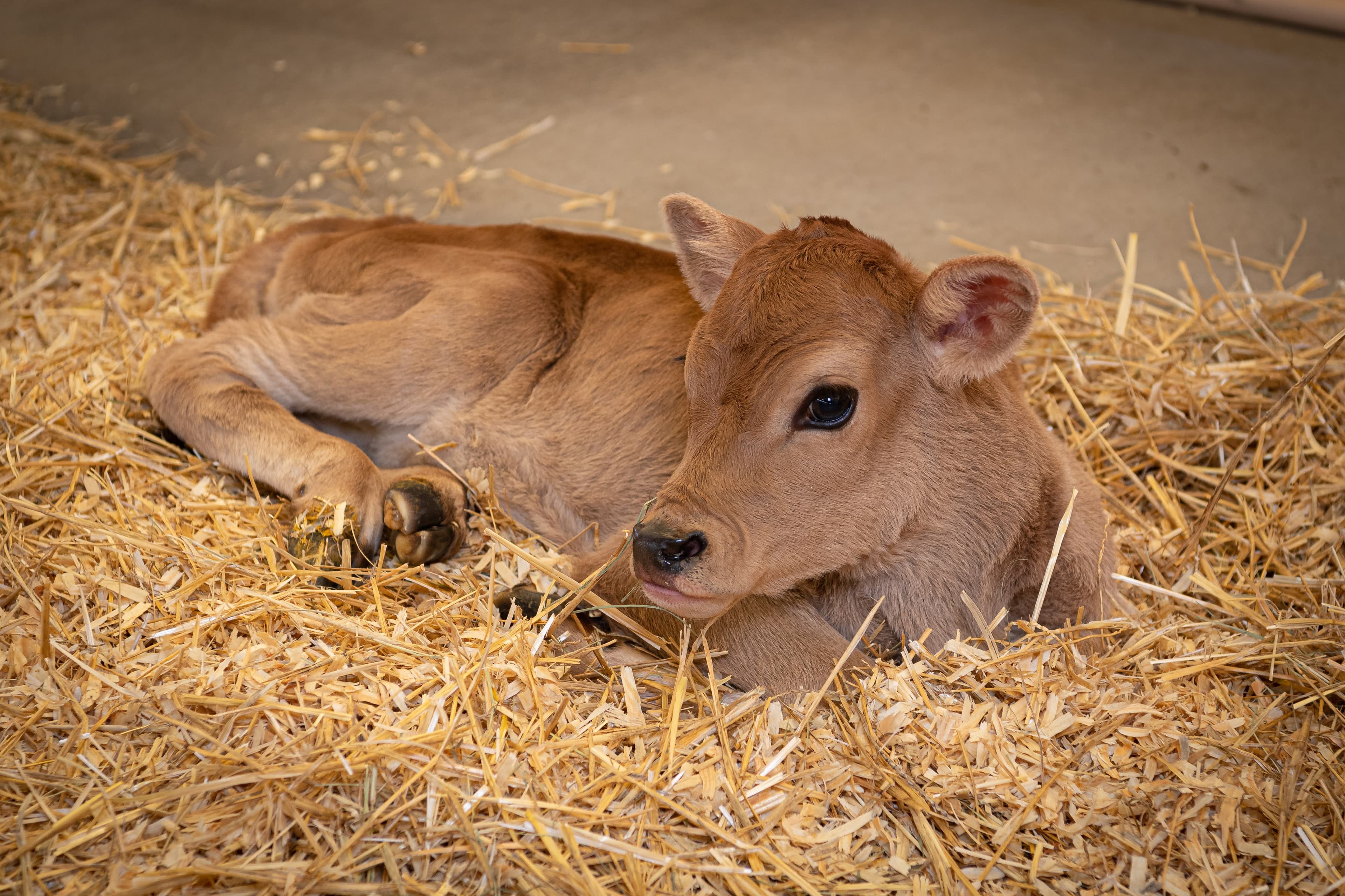 File photo: A brown calf rests on straw.