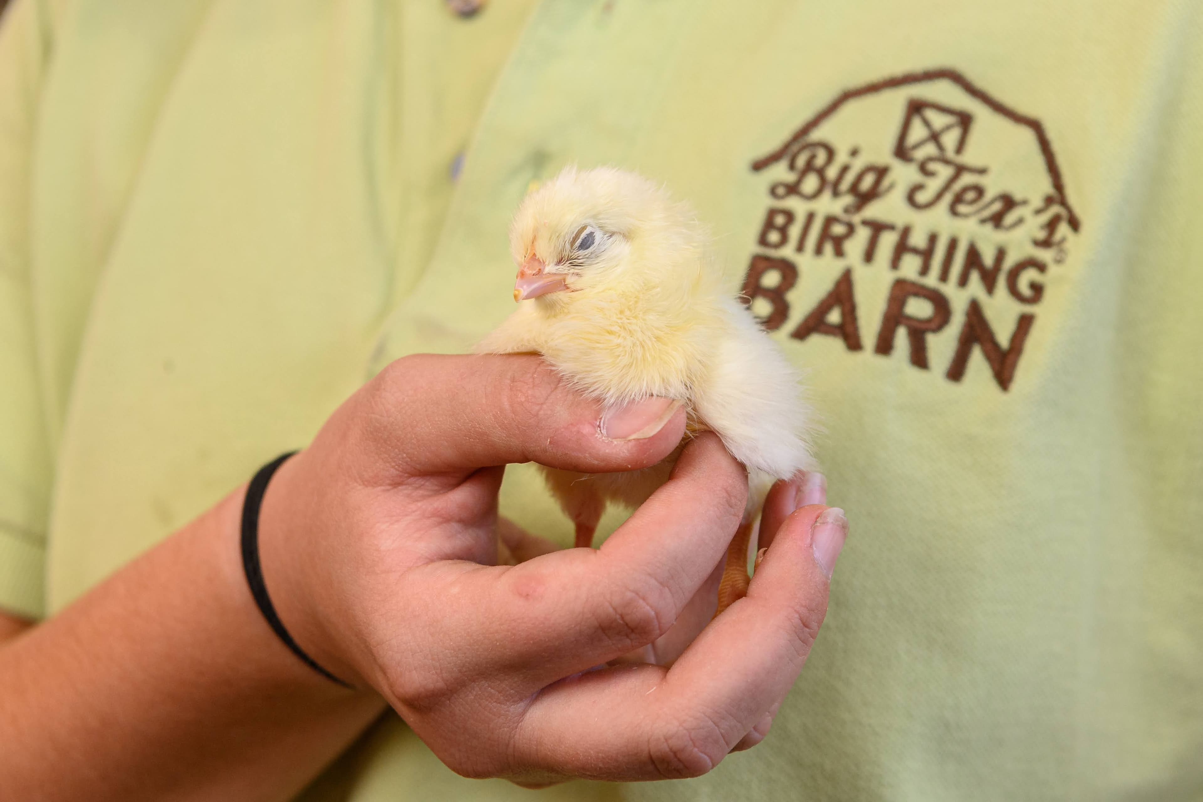 File photo: A person holds a yellow chick in front of a Birthing Barn shirt.
